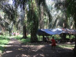 Orang rimba dalam pusaran perubahan iklim, penyakit mematikan mengintai dan SDA perlahan mati