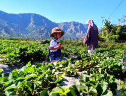 Harga petik strawberry di Sembalun, Lombok Timur