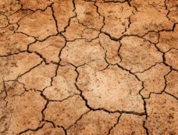Krisis iklim menyebabkan krisis pangan: hutan dan sawah hilang, kita mati kelaparan