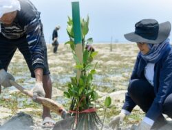 Jaga ekosistem laut, Bank NTB Syariah tanam 10 ribu bibit mangrove di Gili Petagan