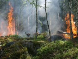 Senyawa berbahaya dalam asap kabut kebakaran hutan dan lahan