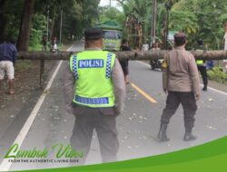 Angin besar, pohon kelapa tumbang timpa pengendara motor di Tanjung