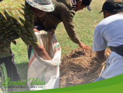 Akademisi FP Unwar ajak petani di Lombok Barat implementasikan konsep LEISA dalam budidaya padi