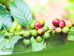 Bagaimana jika kopi punah akibat krisis iklim?