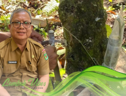 Petani kakao di KLU dilatih teknik sambung, demi bibit unggul dan pendapatan meningkat 