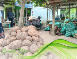 Umbi Porang jadi bisnis yang menjanjikan di Lombok Utara: petani raup omzet ratusan juta