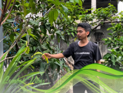 Dari hobby jadi cuan, pemuda Lombok Utara ini manfaatkan pekarangan rumah untuk jual bibit tanaman: raup untung jutaan rupiah