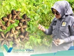 Setelah kurma, kini kacang super asal Hutan Amazon tumbuh subur di Lombok Utara