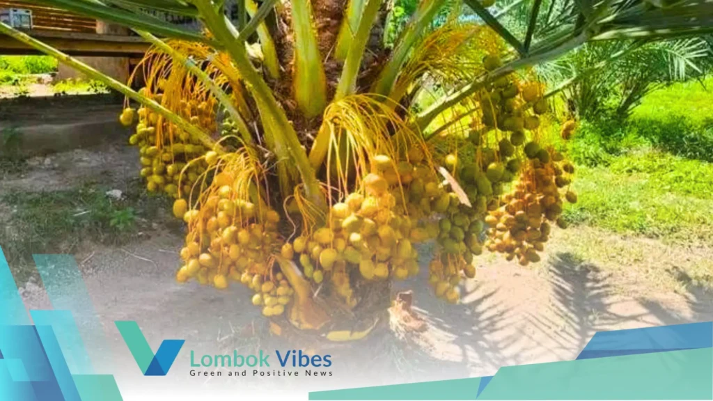 Property of Lombokvibes.com