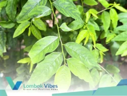 Daun katuk: Sayuran lokal kaya manfaat untuk kesehatan dan produksi ASI