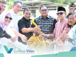 Kurma dan Sacha Inchi tumbuh subur di Lombok Utara, DPD RI merasa takjub!