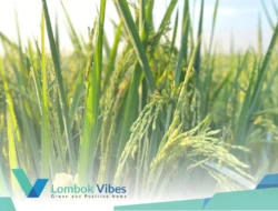 Lombok Utara siap tanam 16,9 ton benih padi gogo, ini 3 kecamatan penerimanya
