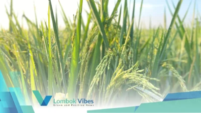 Lombok Utara siap tanam 16,9 ton benih padi gogo, ini 3 kecamatan penerimanya