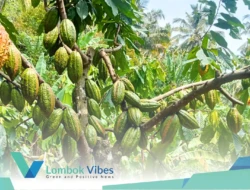 Keren! Pemuda Desa Genggelang berhasil kembangkan kakao lokal super: Buah lebat, panen jutaan per bulan