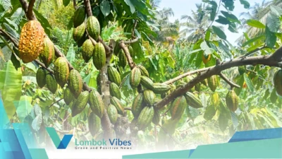Keren! Pemuda Desa Genggelang berhasil kembangkan kakao lokal super: Buah lebat, panen jutaan per bulan