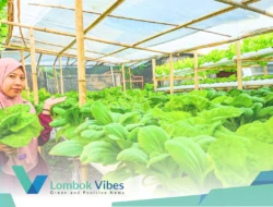 Dari hobi yang gagal jadi lahan berkah: Kisah Lena Mecun bangun kebun hidroponik di Lombok Utara