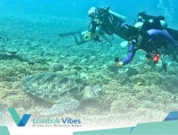Didominasi penyu hijau, laut Gili Matra terpantau tetap terjaga