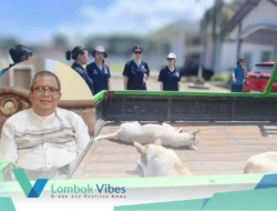 Lombok Utara kendalikan ledakan anjing liar lewat kastarisasi, solusi tanpa kekerasan