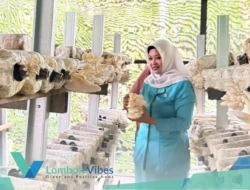 Punya kualitas tinggi, jamur tiram Lombok Utara siap tembus pasar global: GOW KLU apresiasi kerja keras petani