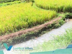 Keterbatasan fiskal, Lombok Utara andalkan lobi pusat dan gotong royong petani selamatkan 22 irigasi 