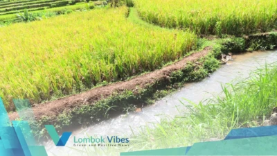 Property of Lombokvibes.com