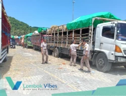 Pengiriman 20 ribu sapi dari NTB ke Jabodetabek 2026 lebih tertata, Pemprov pastikan distribusi aman meski arus logistik padat