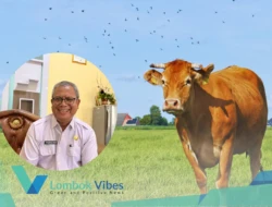 Stok kurban melimpah, Lombok Utara surplus puluhan ribu sapi jelang Idul Adha 2026