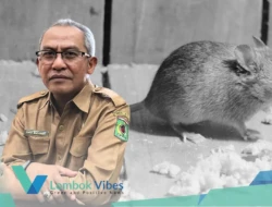 Waspada Hantavirus di Lombok Utara, Dinkes KLU ingatkan bahaya tikus di gudang dan dapur MBG