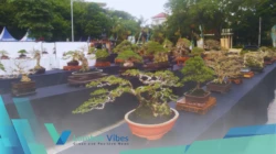 “The Max Selalu di Hati”, Pameran Bonsai Mini di Mataram jadi ajang seni dan penggerak ekonomi kreatif