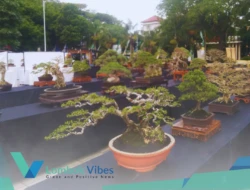 “The Max Selalu di Hati”, Pameran Bonsai Mini di Mataram jadi ajang seni dan penggerak ekonomi kreatif