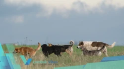Tragis! Bocah di Lombok Utara nyaris tewas diterkam 6 anjing liar, warga desak pemerintah bertindak