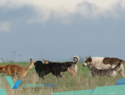 Tragis! Bocah di Lombok Utara nyaris tewas diterkam 6 anjing liar, warga desak pemerintah bertindak