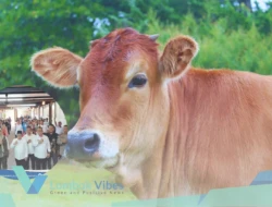 Bupati Lombok Utara resmikan SIDEWI, setiap sapi kini punya NIK dan barcode