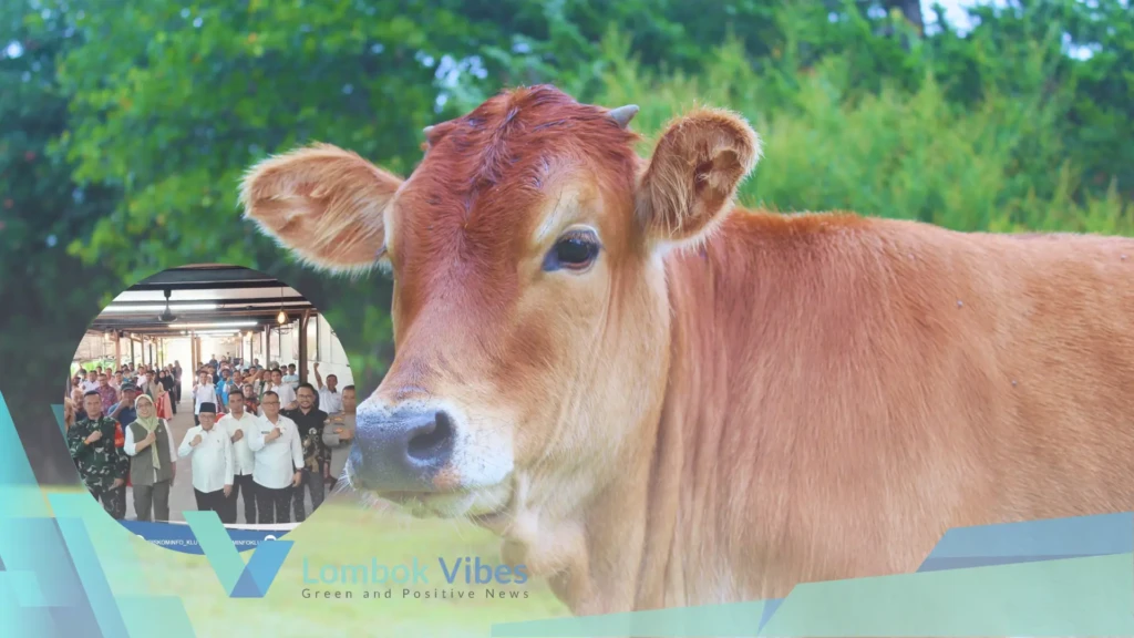 Property of Lombokvibes.com