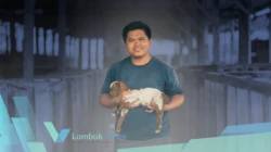 Berawal dari kandang sederhana, alumni Unram ini kini rangkul 100 peternak dan buka puluhan lapangan kerja