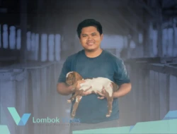 Berawal dari kandang sederhana, alumni Unram ini kini rangkul 100 peternak dan buka puluhan lapangan kerja