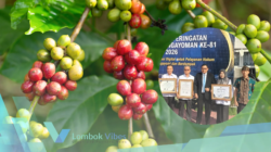 Kopi Robusta Lombok Utara resmi kantongi sertifikat IG, siap tembus pasar dunia