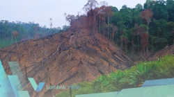 Illegal logging masih dominasi kejahatan kehutanan, deforestasi Indonesia naik 37 persen 