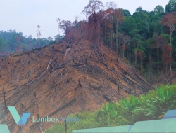Illegal logging masih dominasi kejahatan kehutanan, deforestasi Indonesia naik 37 persen 